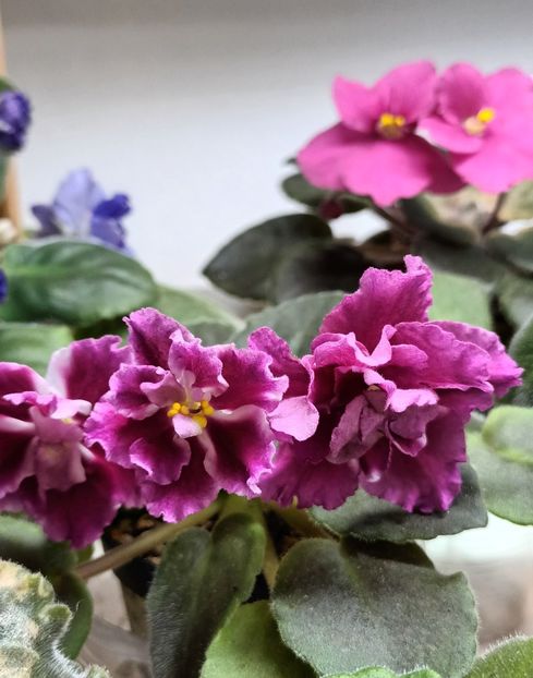  - Moroznaia Vishnia- Frosty Cherry