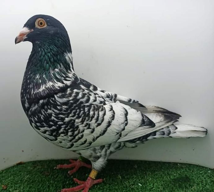  - Nu îmi aparțin 6