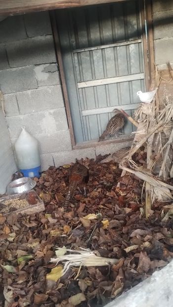 Snapchat-1755778653 - Fazani 2023