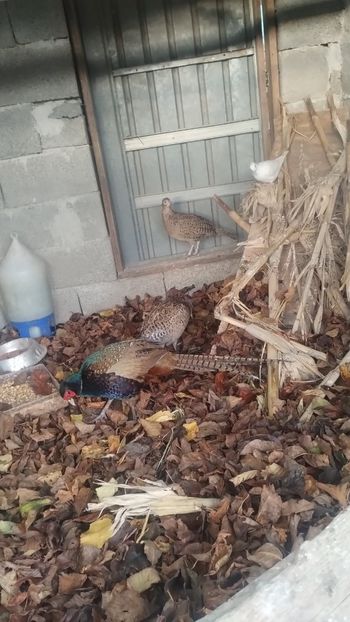 Snapchat-481980615 - Fazani 2023