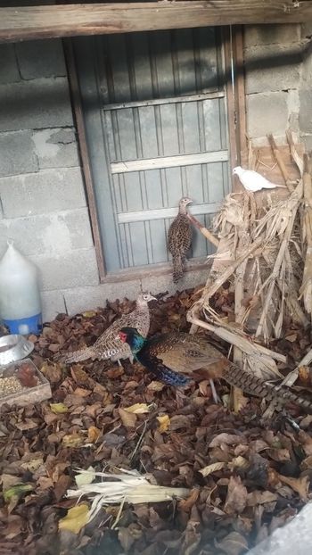 Snapchat-441021371 - Fazani 2023