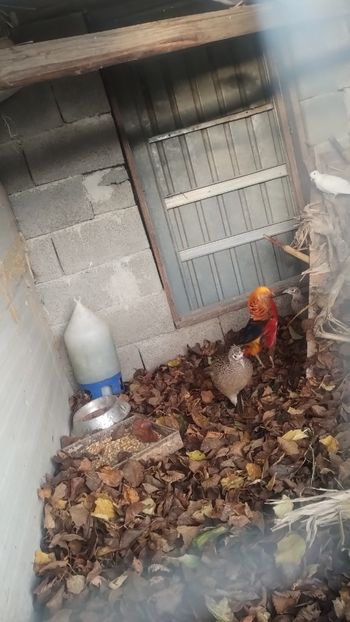 Snapchat-735242428 - Fazani 2023