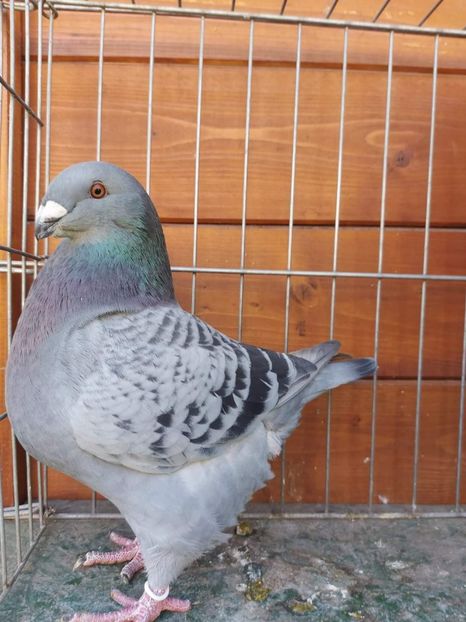 F 2023 H J.Muller - Achiziții 2024