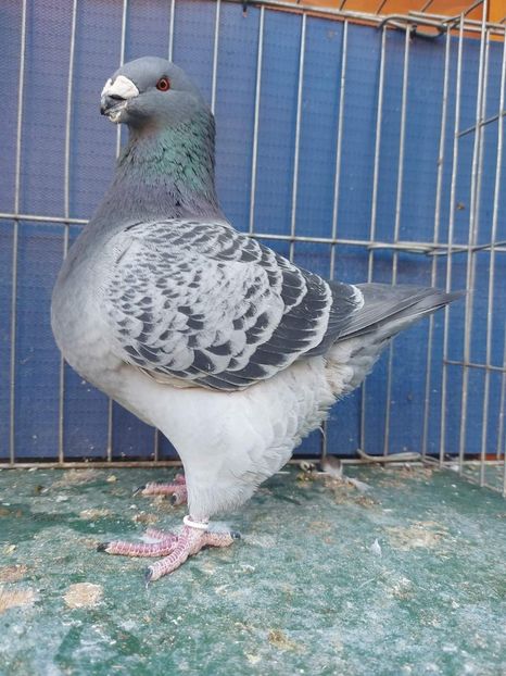 M 2022 H  Grof Ferencne - Achiziții 2024