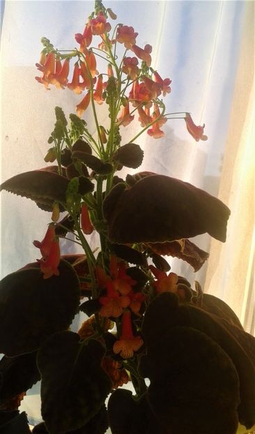  - 000018 ACHIMENES