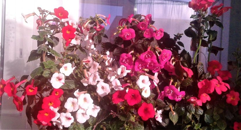  - 000018 ACHIMENES