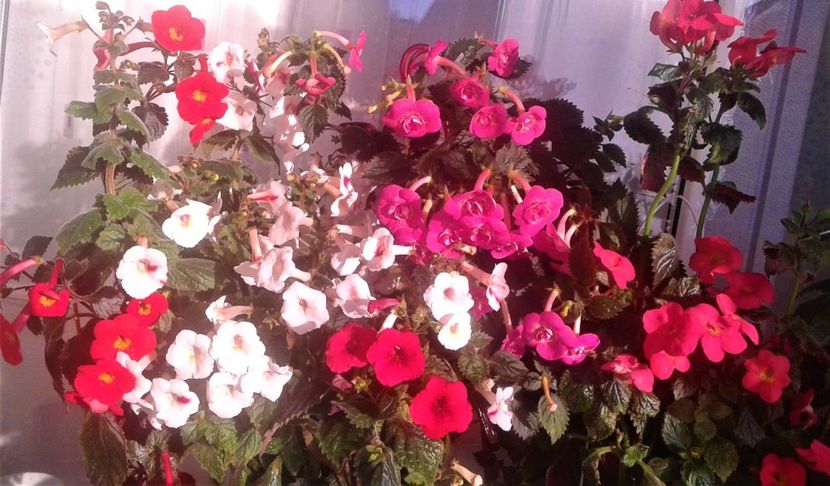  - 000018 ACHIMENES