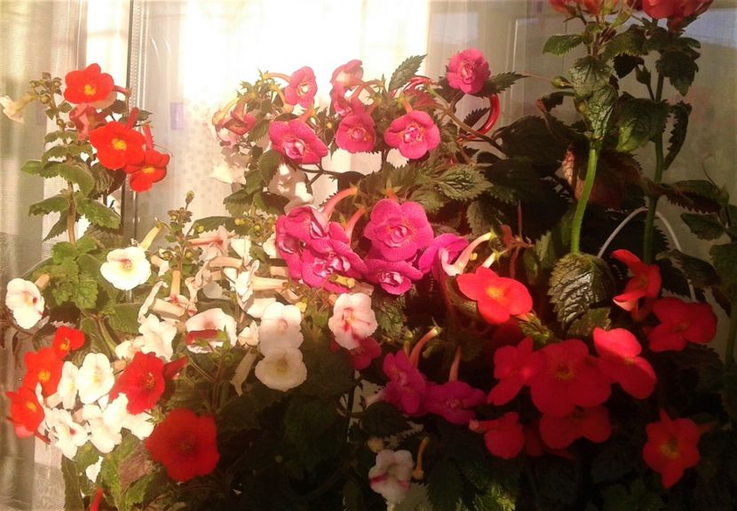  - 000018 ACHIMENES