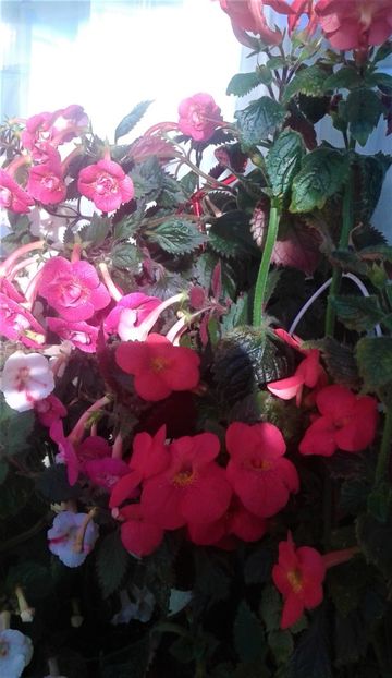  - 000018 ACHIMENES