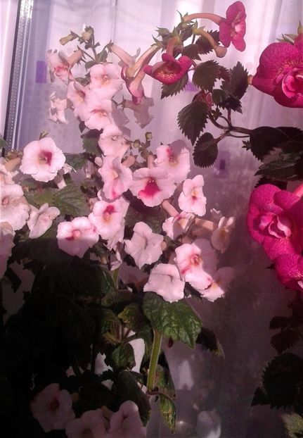  - 000018 ACHIMENES