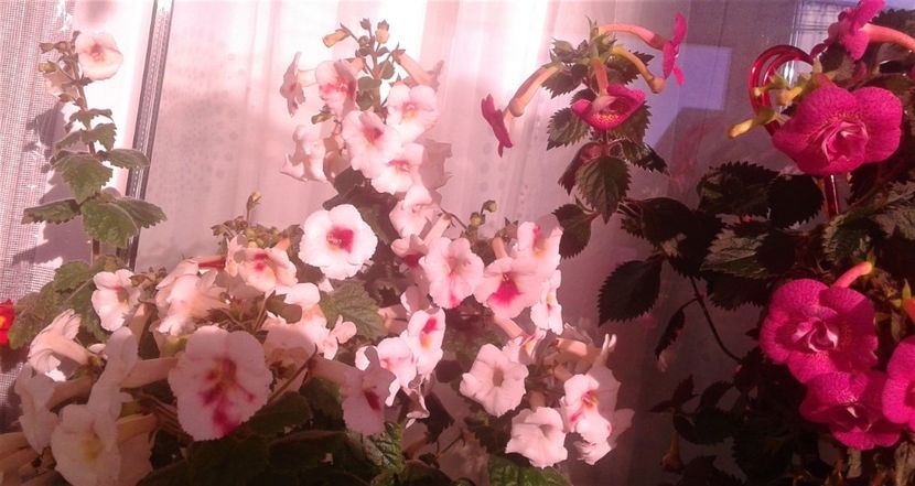  - 000018 ACHIMENES