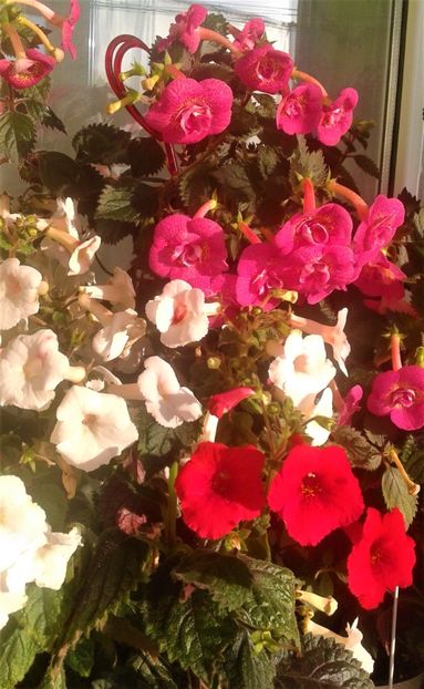  - 000018 ACHIMENES