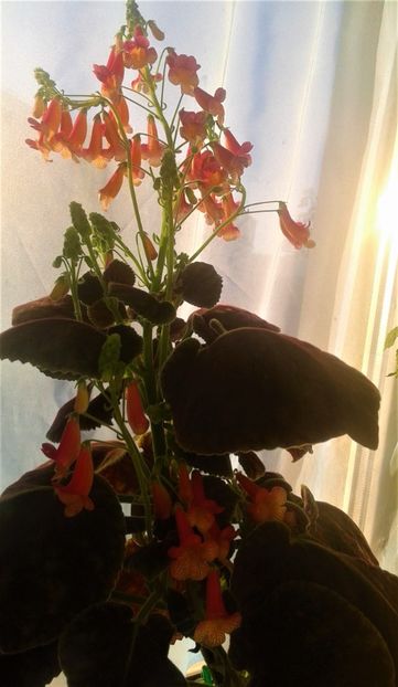  - 000018 ACHIMENES