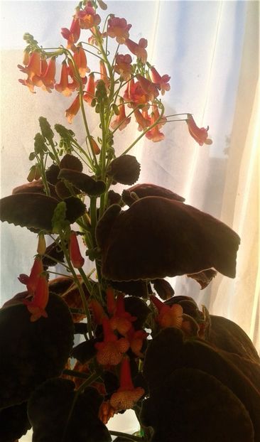  - 000018 ACHIMENES