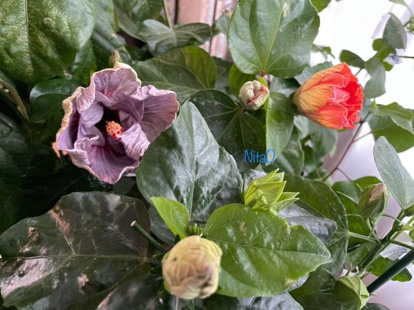  - 001 - Hibiscusi 2023