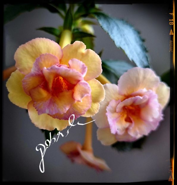 Cytro Rot - Achimenes