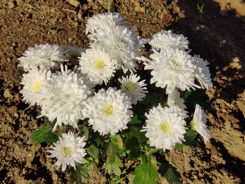  - Tufanele si crizanteme
