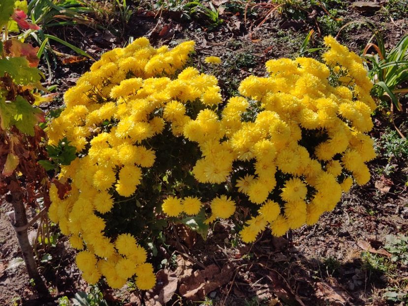  - Tufanele si crizanteme