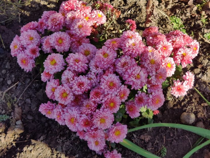  - Tufanele si crizanteme