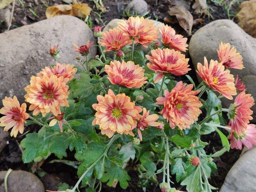  - Tufanele si crizanteme