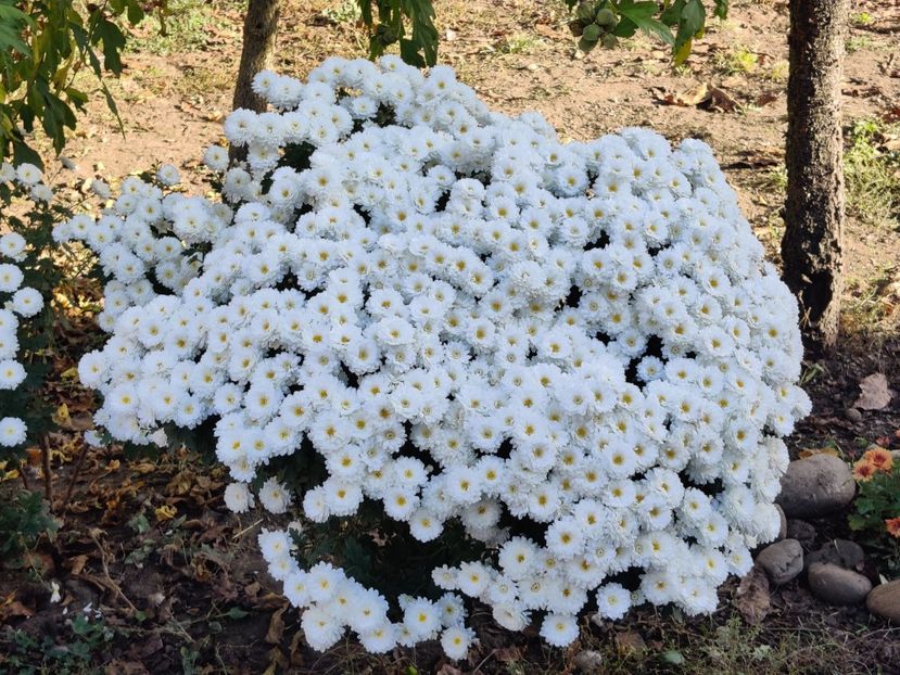  - Tufanici si crizanteme