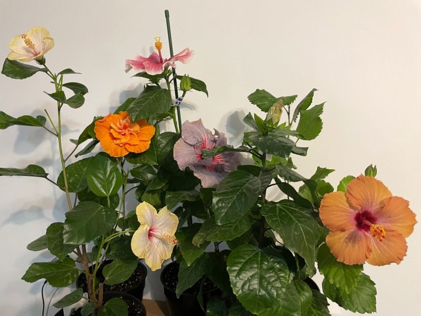  - 001 - Hibiscusi 2023