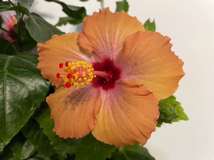  - 001 - Hibiscusi 2023