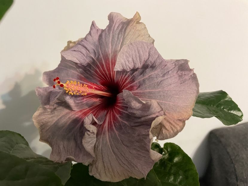  - 001 - Hibiscusi 2023