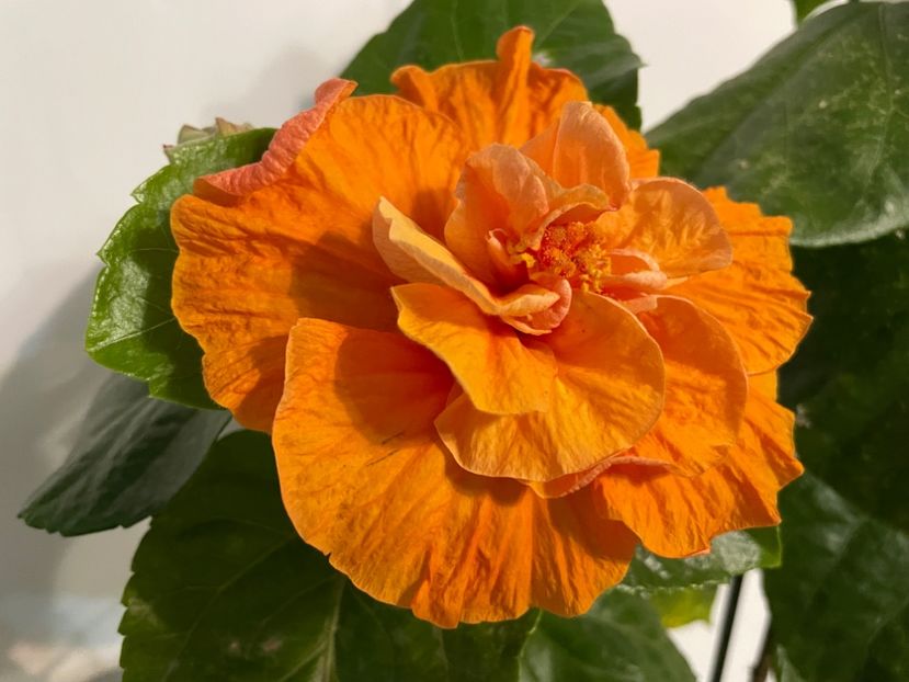  - 001 - Hibiscusi 2023