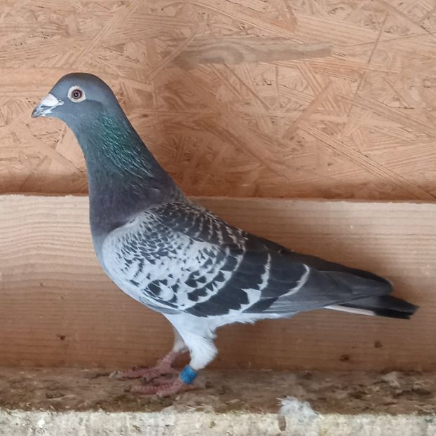 Mascul 21-284...-rezervat Telesti - Porumbei vanduti