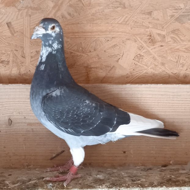 Mascul 17-099...-rezervat Telesti - Porumbei vanduti