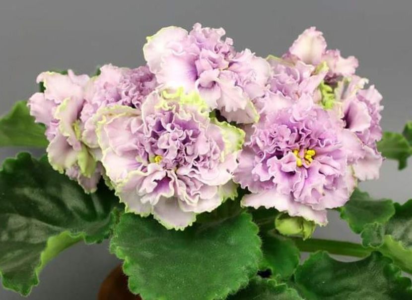 Foto internet - AV Damasskaya Roza