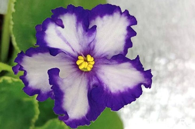 Foto internet - LF Novolunie