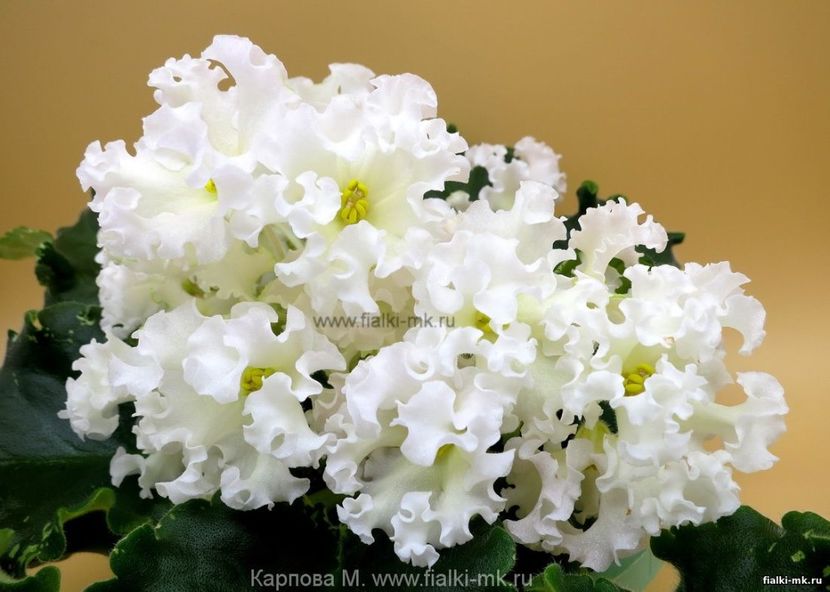 Foto internet - Zzz_Dn Macabeo