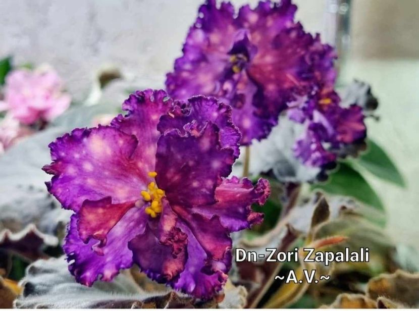 Foto internet - Dn Zori Zapalali