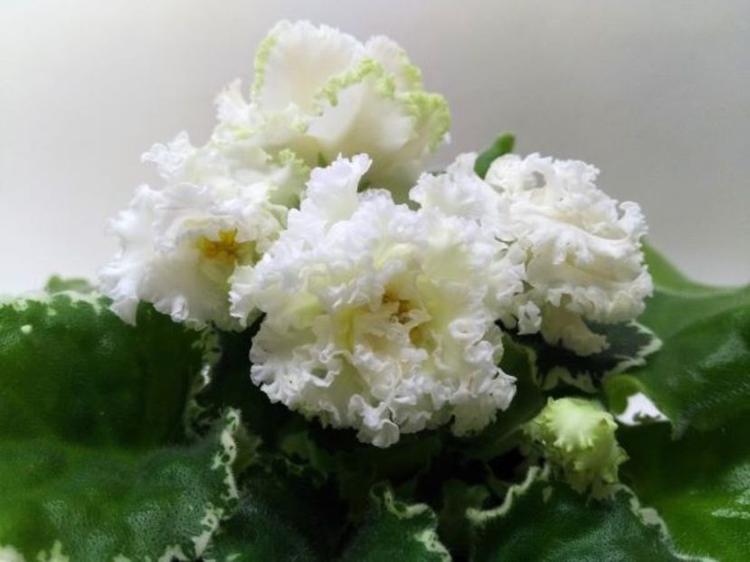 Foto internet - Dn Jovteni