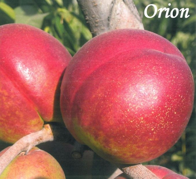 nectarine orion2 - NECTARIN soiul ORION