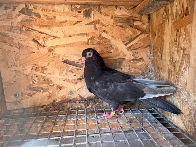 3089/23 - 6-lot zbor 2023