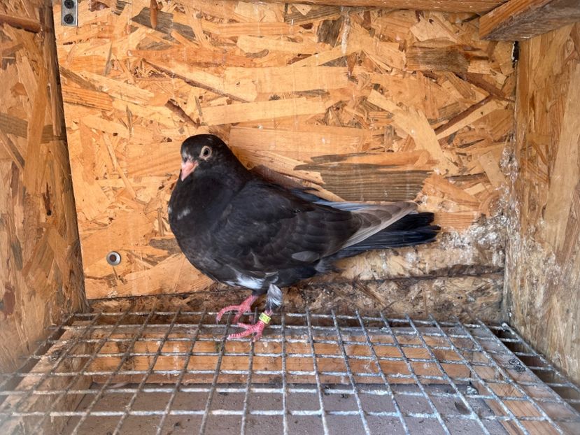 3085/23 - 6-lot zbor 2023