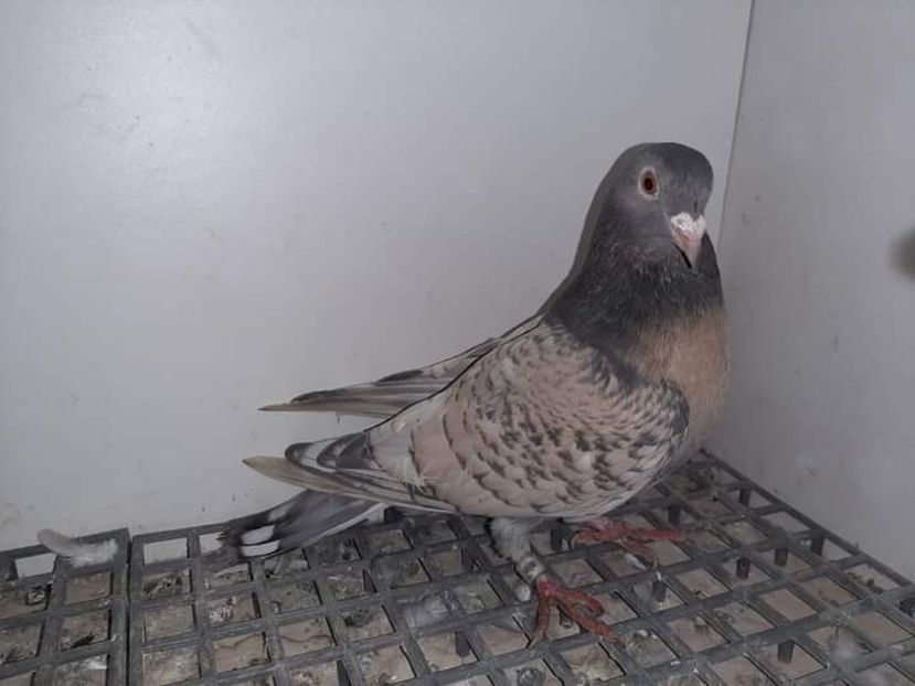  - Nu îmi aparțin 6