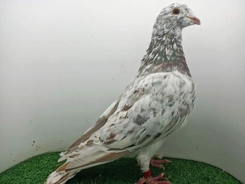  - Nu îmi aparțin 6