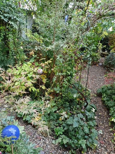  - Grădina 2023 continuare 5