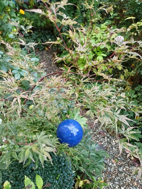  - Grădina 2023 continuare 5