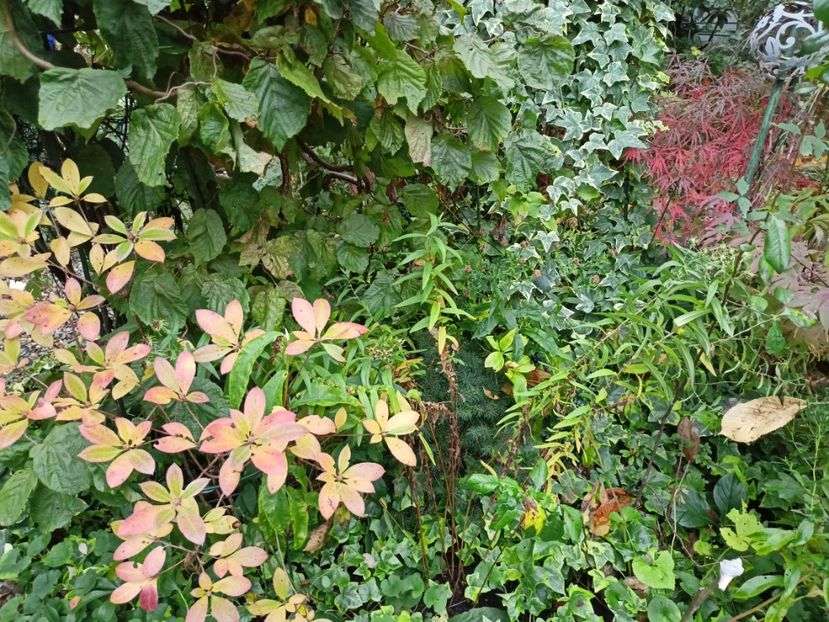  - Grădina 2023 continuare 5