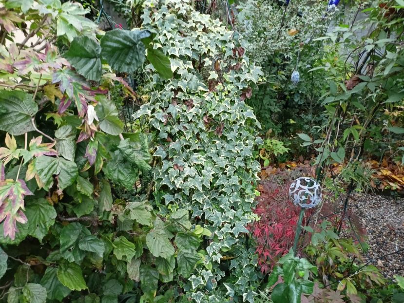  - Grădina 2023 continuare 5