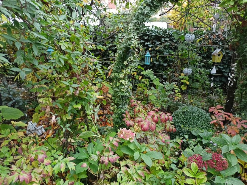  - Grădina 2023 continuare 5