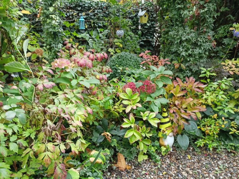  - Grădina 2023 continuare 5