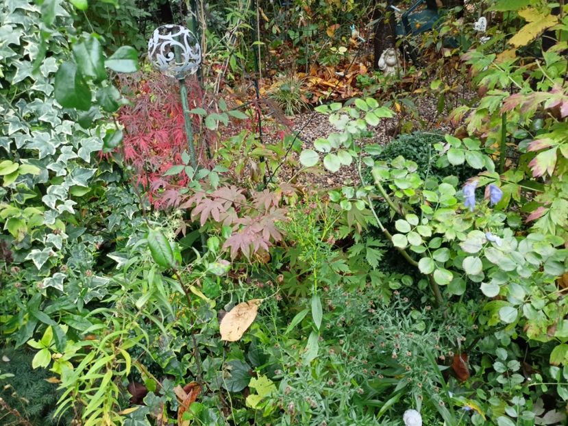  - Grădina 2023 continuare 5