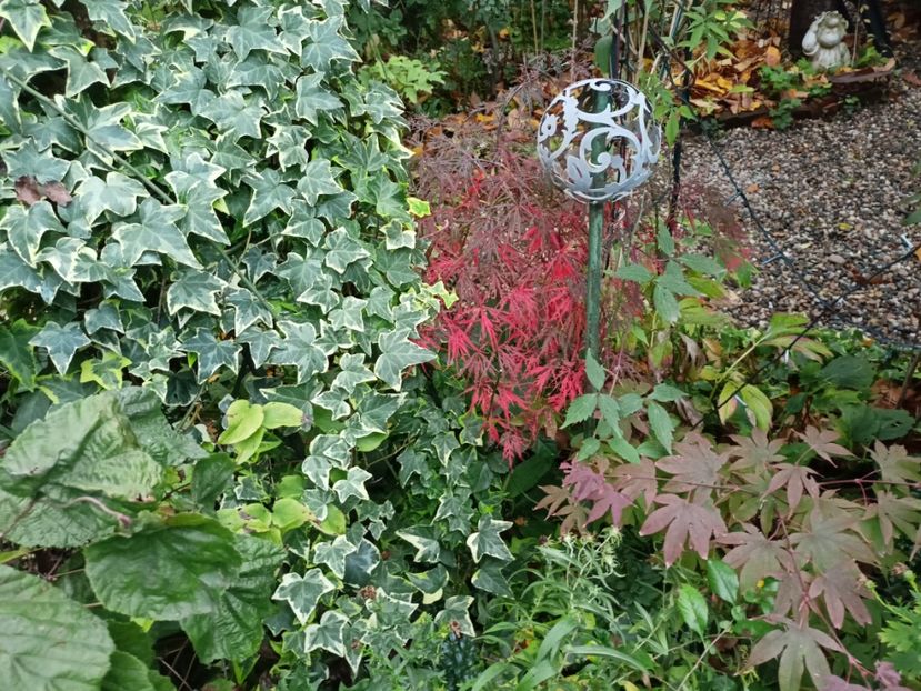  - Grădina 2023 continuare 5