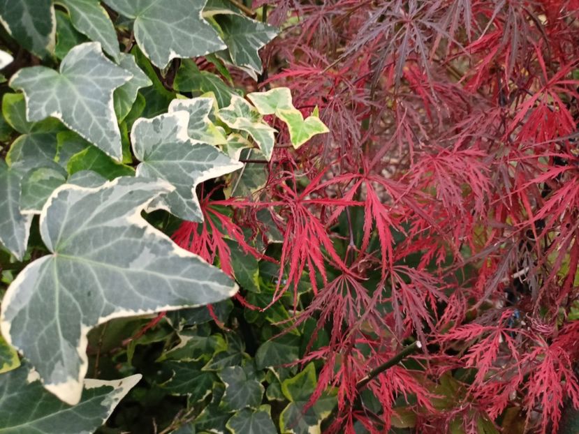 Hana Matoi - Grădina 2023 continuare 5